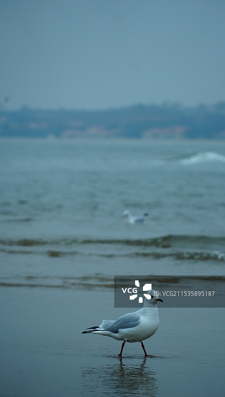 海滩上海鸥的特写镜头图片素材