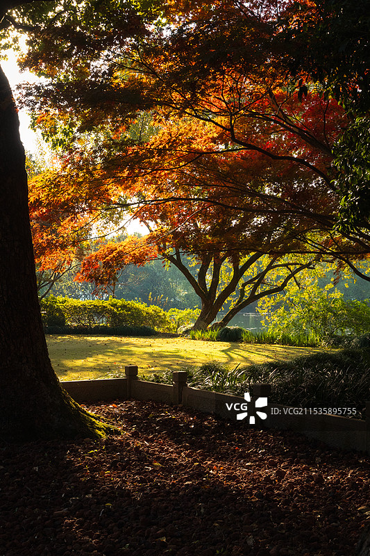 西湖 小瀛洲 秋图片素材