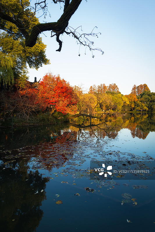 西湖 小瀛洲 秋图片素材
