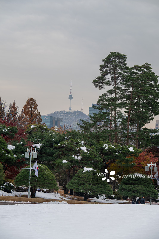 城市中的树木顶着天空图片素材