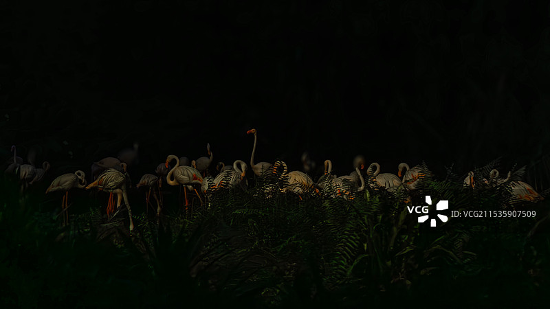 夜晚的动物——Night Safari图片素材