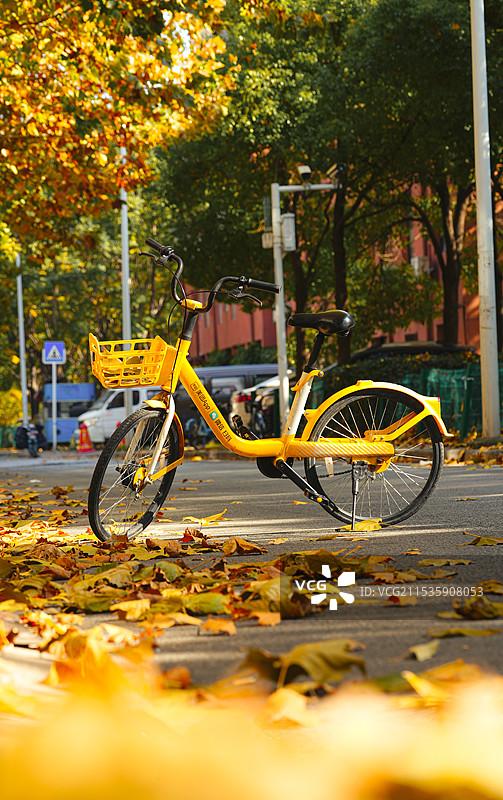 梧桐树下的小黄车共享单车图片素材