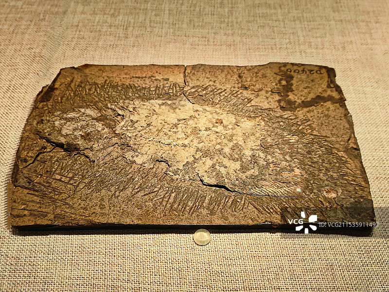 舌骨鱼（时代：始新世）图片素材