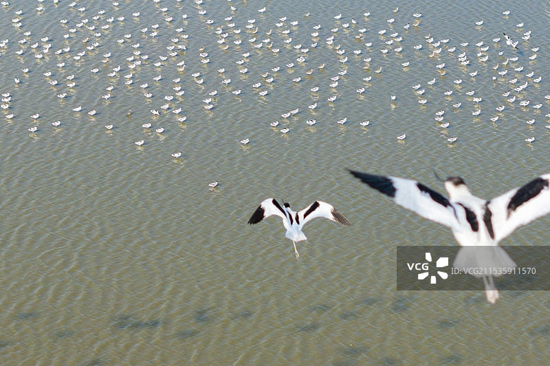 沉湖反嘴鹬图片素材