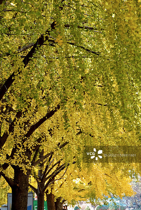 上海黄金城道步行街秋日金色银杏图片素材