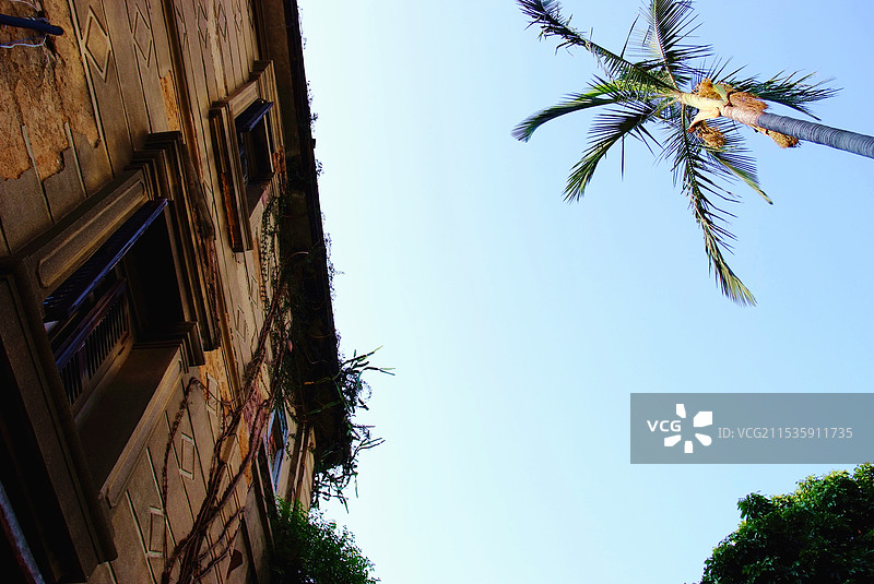 晴空下建筑物和树木的低角度视图图片素材