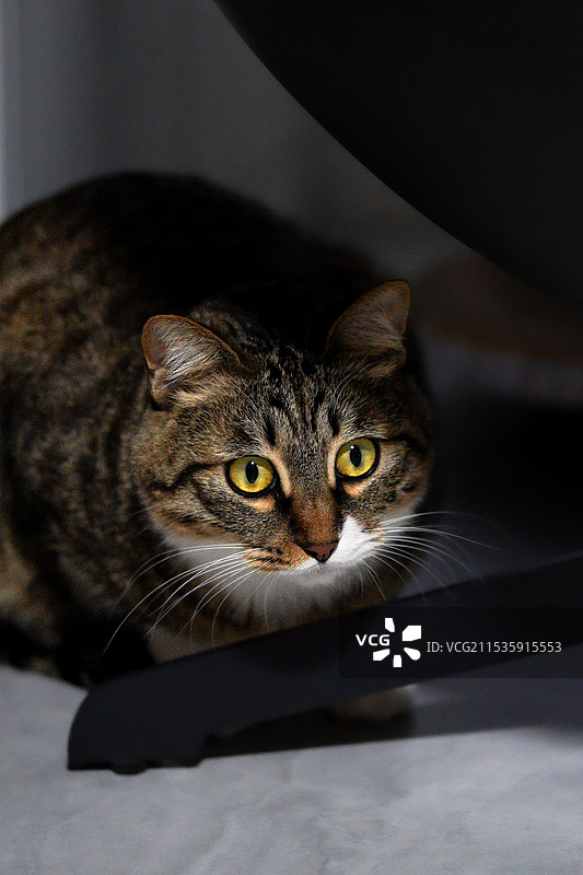 狸花猫图片素材