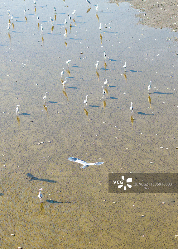 沉湖苍鹭图片素材