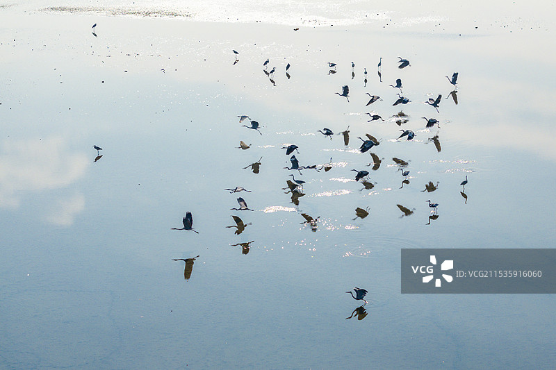 沉湖苍鹭图片素材