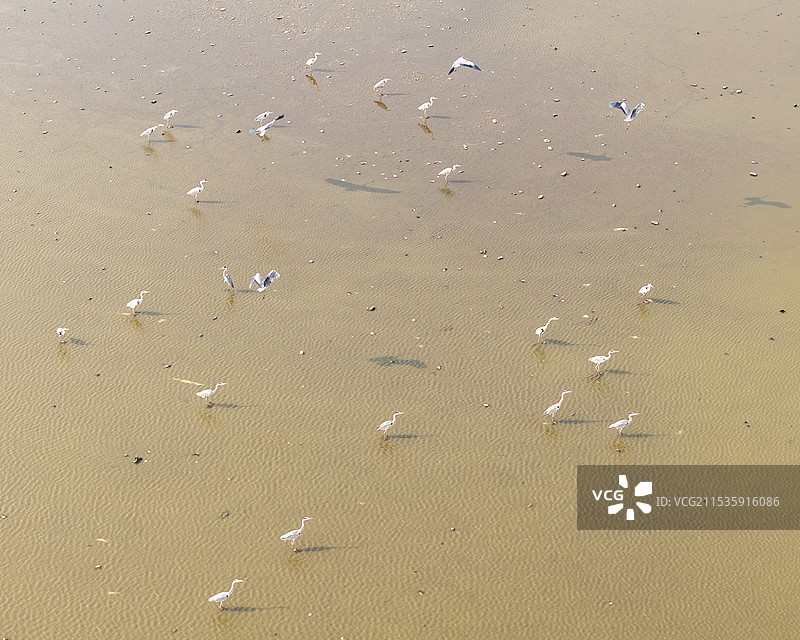 沉湖苍鹭图片素材