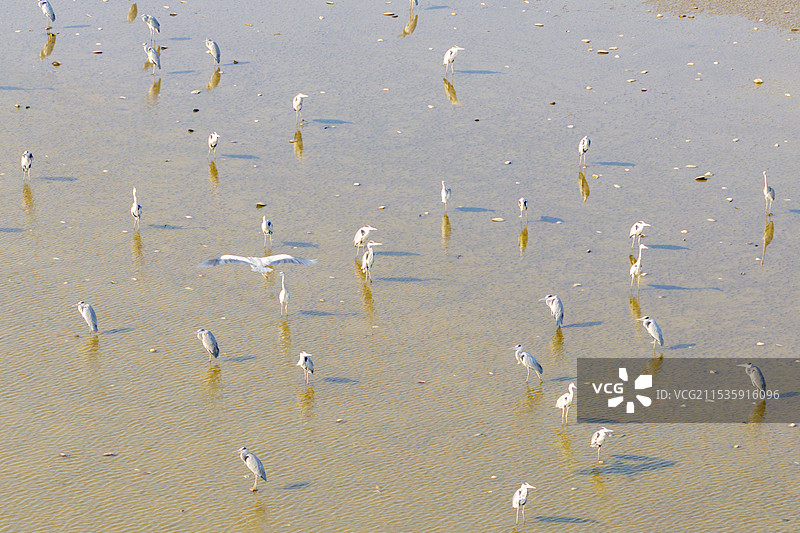 沉湖苍鹭图片素材