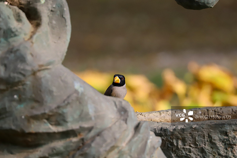 黑尾蜡嘴雀图片素材