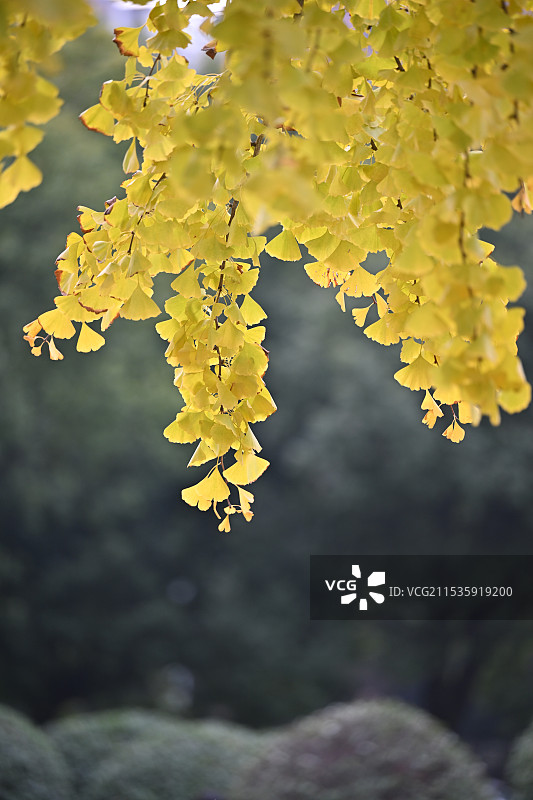 上海古北著名赏银杏景点黄金城道金色银杏风光图片素材