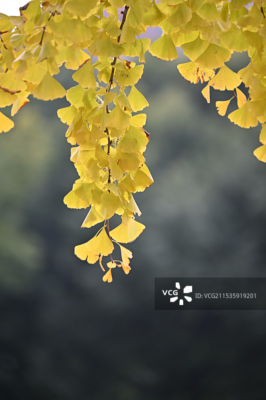 上海古北著名赏银杏景点黄金城道金色银杏风光图片素材