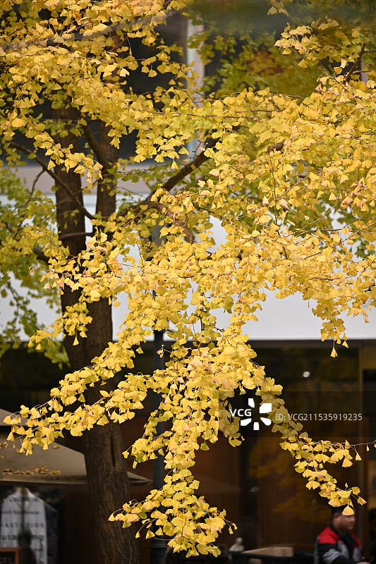 上海古北著名赏银杏景点黄金城道金色银杏风光图片素材