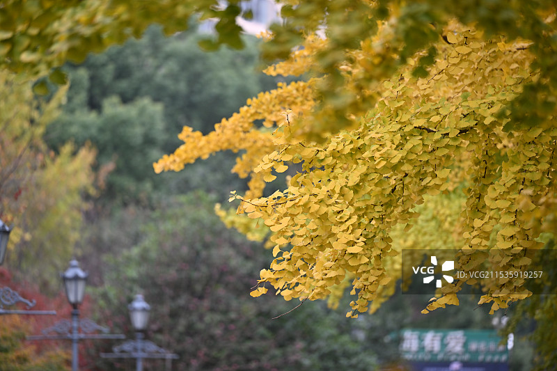 上海古北著名赏银杏景点黄金城道金色银杏风光图片素材