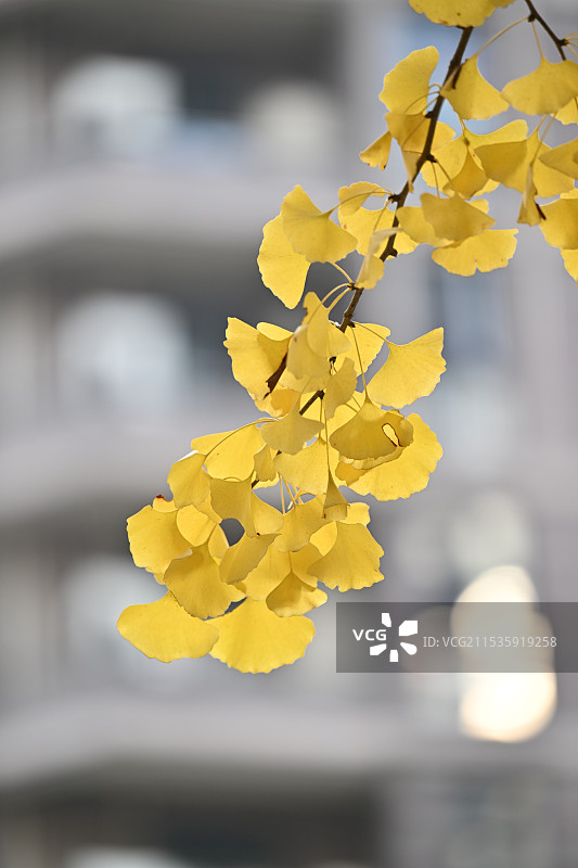 上海古北著名赏银杏景点黄金城道金色银杏风光图片素材