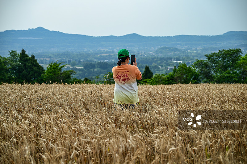 四川省绵阳市游仙区仙鹤镇史家湾小麦地航拍图片图片素材