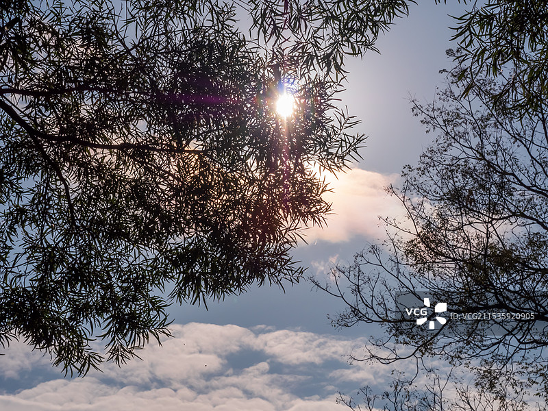 柳州动物园的树图片素材