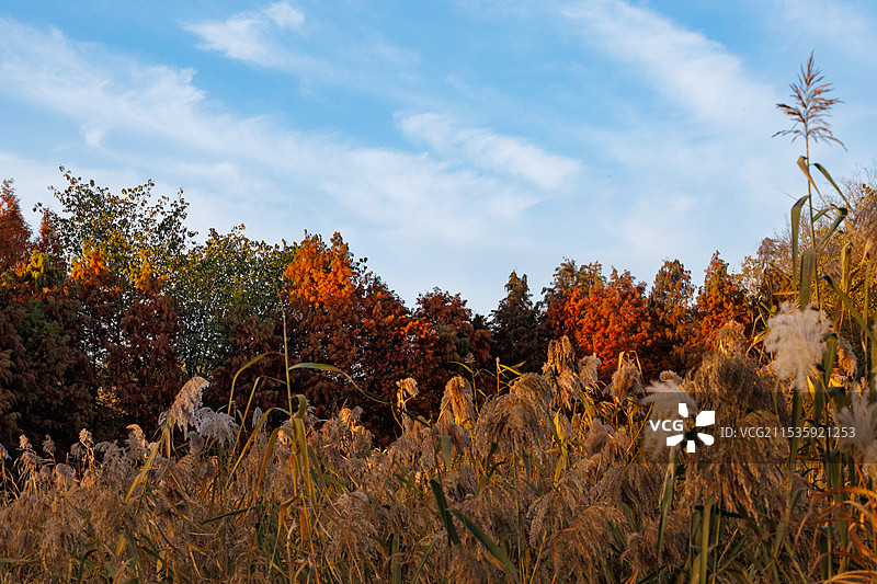 秋天宋夹城边野外的树林图片素材