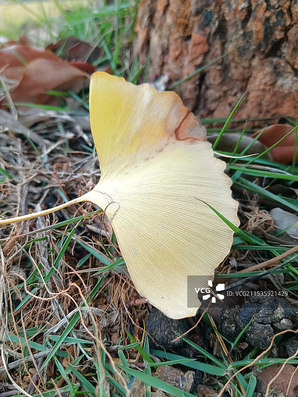 银杏叶无声图片素材