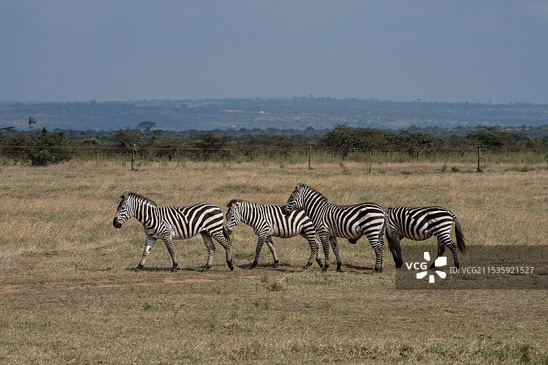 一群野斑马图片素材
