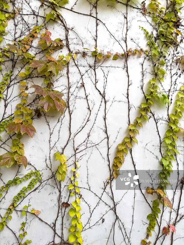 秋天的爬墙虎图片素材