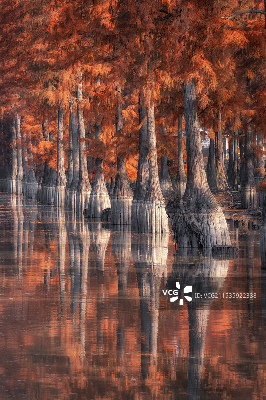武汉涨渡湖水杉树秋景图片素材