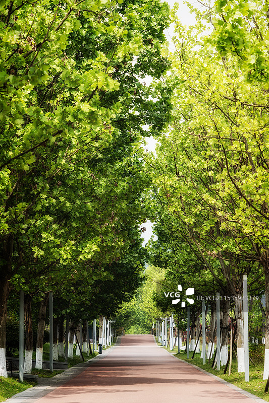 夏天的梧桐树道路图片素材