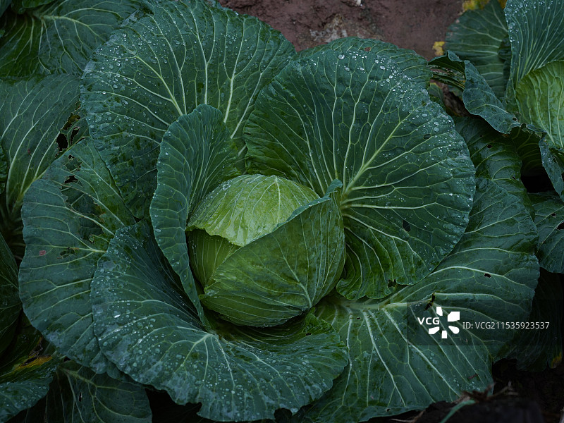 菜园莲花白蔬菜全帧拍摄图片素材