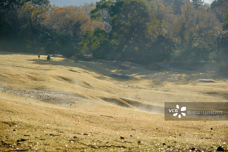 奈良公园早晨地表氤氲蒸腾的雾景图片素材