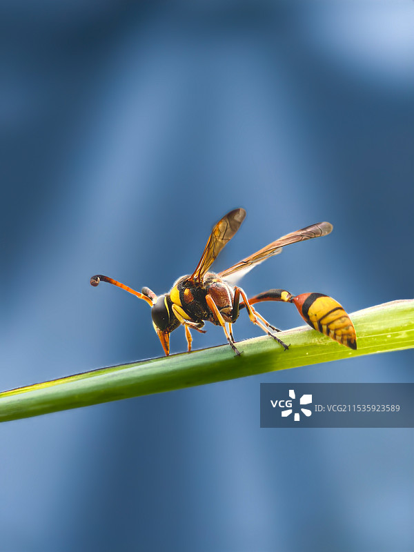 切叶蜂图片素材