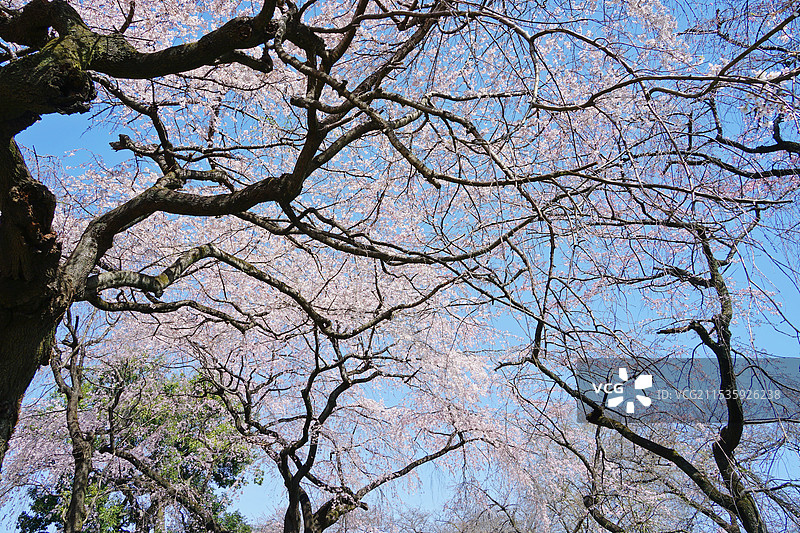 日本东京，新宿御苑，樱花图片素材