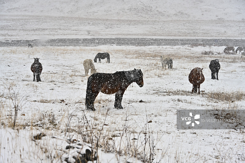 大美川西理塘格聂图片素材