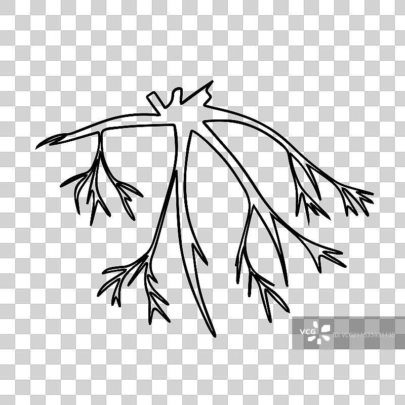 描绘了一个分支的混合根系图片素材