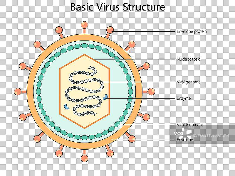 基本病毒结构示意图 医学图片素材