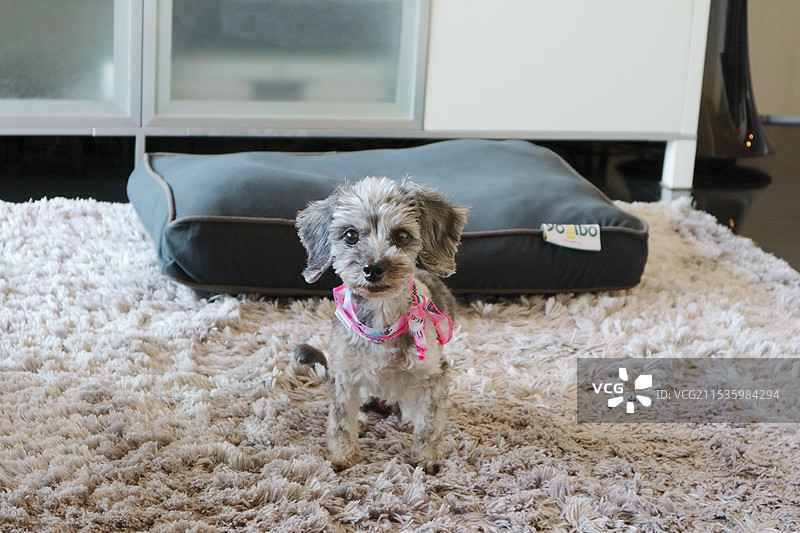 银斑混合犬图片素材