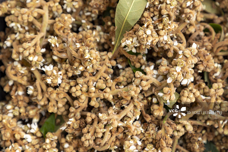 杭州塘栖新鲜枇杷花图片素材