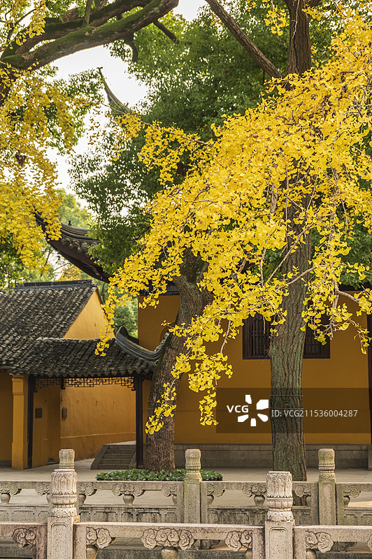 秋天的苏州西园寺银杏叶黄了图片素材