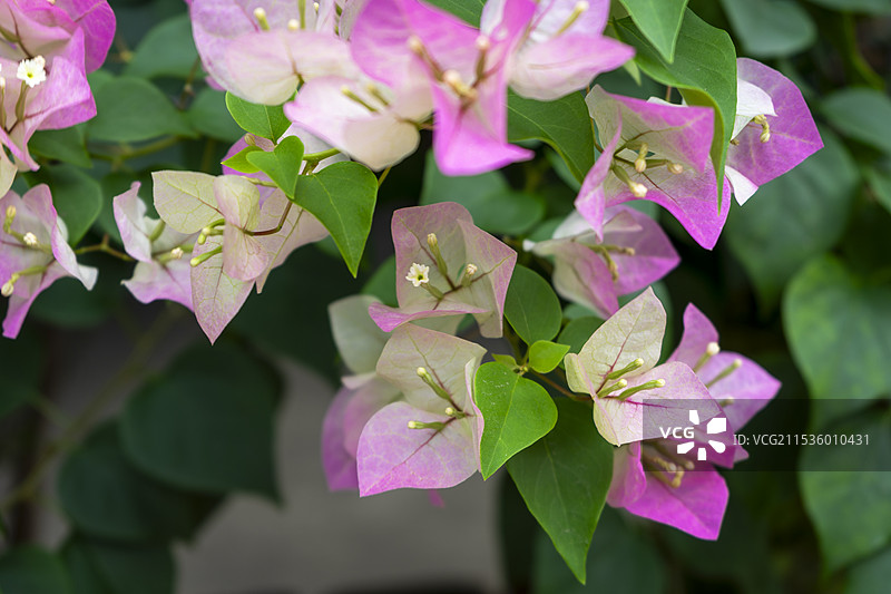 西双版纳热带花卉园，盛放着五颜六色的三角梅（叶子花）图片素材