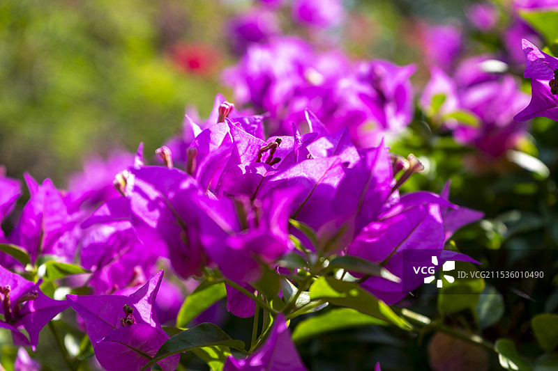 西双版纳热带花卉园，盛放着五颜六色的三角梅（叶子花）图片素材