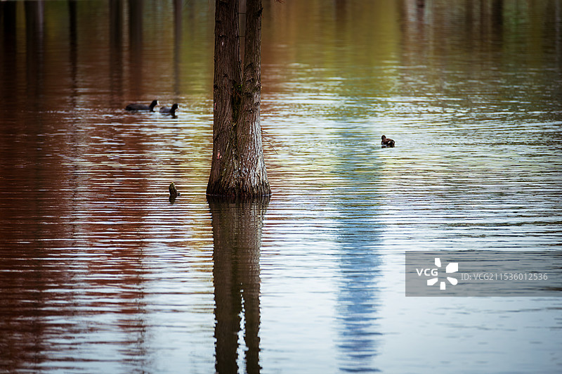 成都白鹭湾湿地公园红衫林图片素材