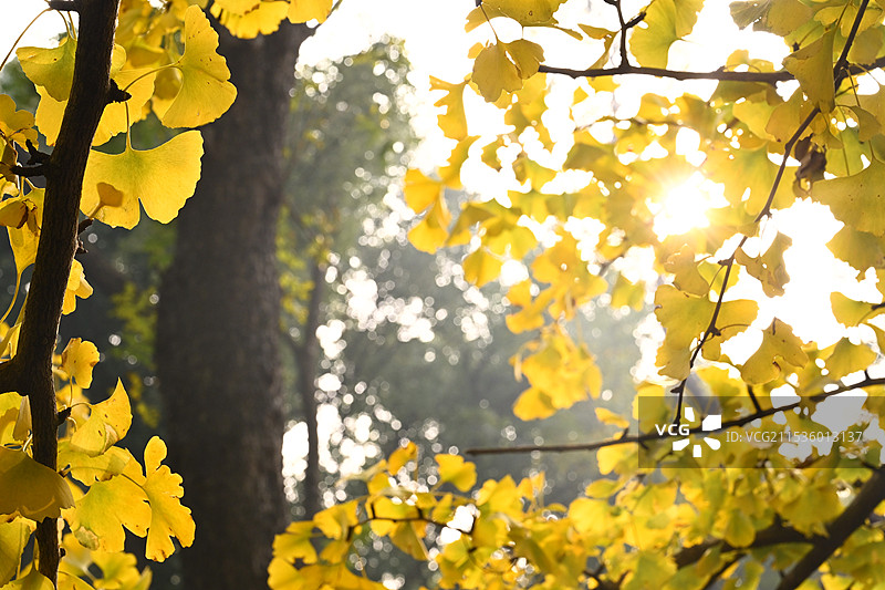 苏州虎丘&西园寺图片素材