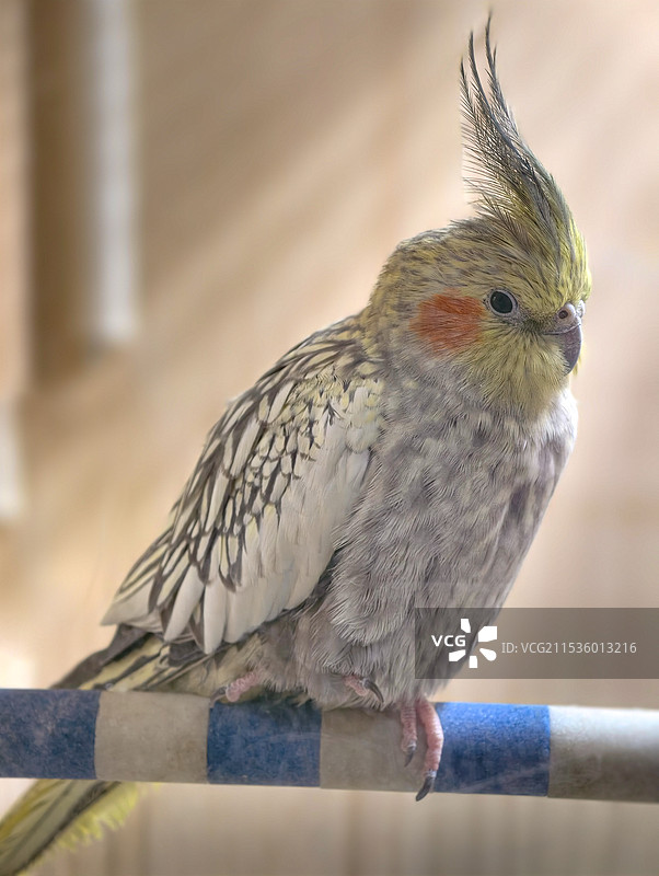 鸟栖息在栏杆上的特写镜头图片素材