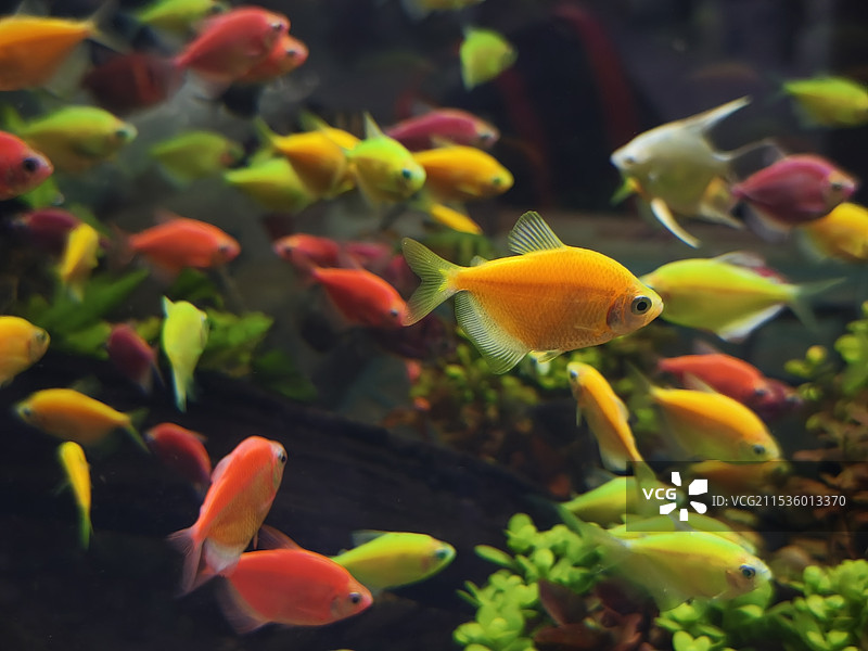 鱼缸里的鱼图片素材
