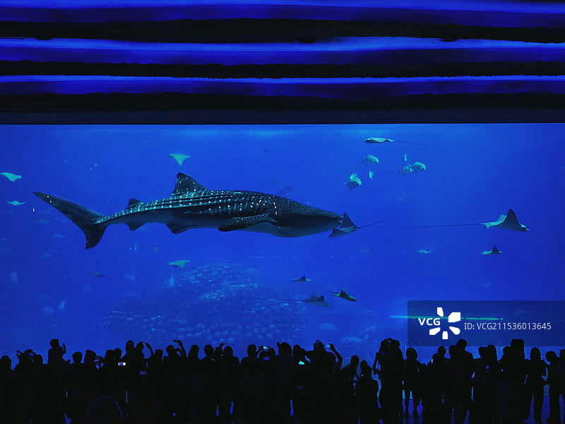 鱼在海里游泳的特写镜头图片素材