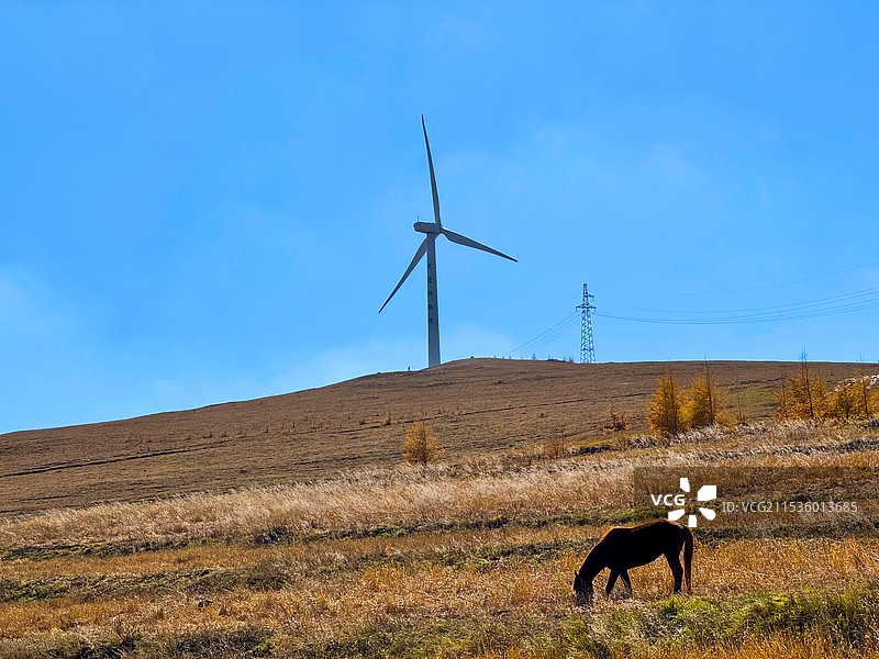 草原上的马图片素材