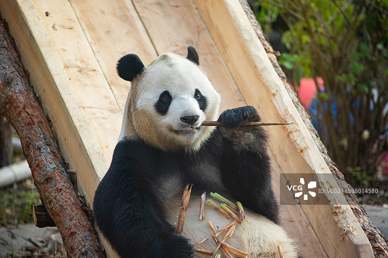 福星胖大海图片素材