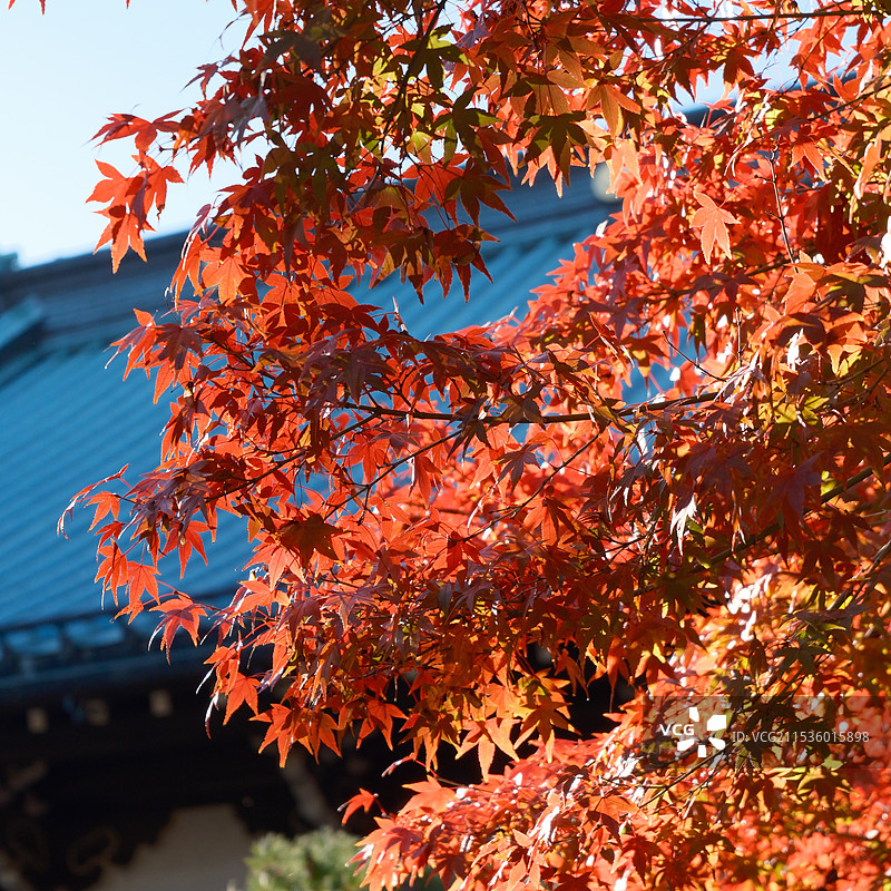 东京—豪德寺图片素材