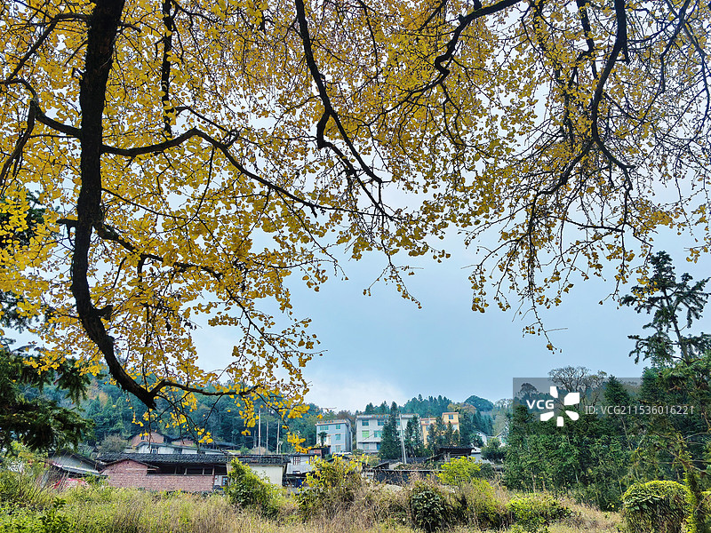 乡野秋韵图片素材